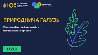 6 клас. Біологія. Різноманітність і видозміни вегетативних органів