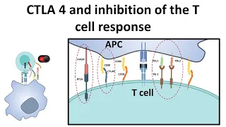 CTLA4 and attenuation of T cell response