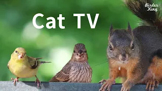 Cat TV 2020: 8 Hours - Birds for Cats to Watch, Relax Your Pets, Beautiful Birds, Squirrels.