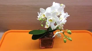 Мини фаленопсис Пересадка цветущей мини орхидеи после покупки в домашних условиях в закрытую систему