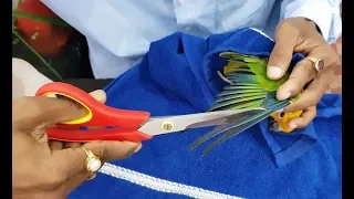 Bird's Parrot's Feather Trimming Tips Right Way of Feather Trim of Birds Parrots.