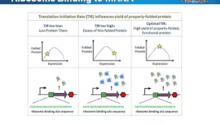 Expression vectors: how to choose, or customize, vectors for gene & protein expression