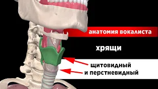 Анатомия вокалиста. Гортань, подъязычная кость, щитовидный и перстневидный хрящ.