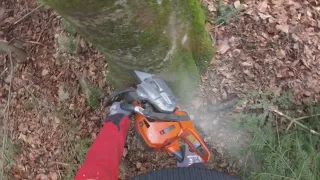 Buchen schnalzen mit der Husqvarna