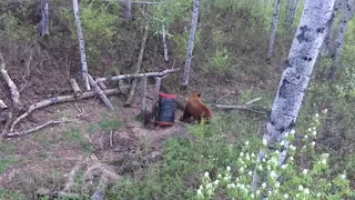 2018 Alberta Spring Bear Hunt: Huge Color Phase