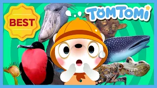 Unusual Series Compilation😲 | Actual images of unique creatures | Animal Song | Kids Song | TOMTOMI