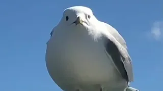 screaming bird :)