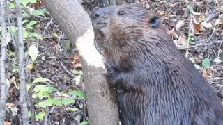 Бобер грызет дерево