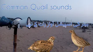 New quail sounds for hunting volume 68  || batair ki new awaz raat k lia batair madi