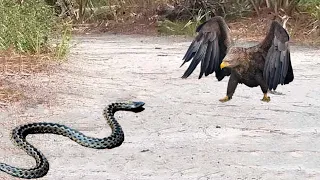 ATAQUES de Las Águilas CONTRA Las Serpientes MÁS Increíbles