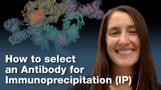 How to Select an Antibody for Protein Immunoprecipitation (IP) | CST Tech Tips