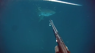 Great White Shark Sneaks Up On Diver in Gulf of Mexico