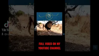 Wild Lion ENCOUNTER With Kevin Richardson aka The Lion Whisperer | Nawo Reaction