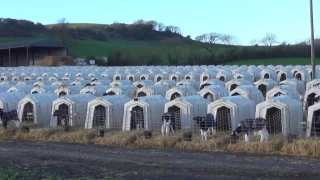 UK dairy farm investigation 2017