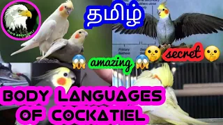 body languages of cockatiel bird | tamil | more about pets | MAP |