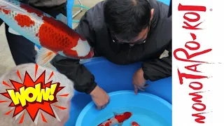 Momotaro koi farm - Buying high quality Tosai