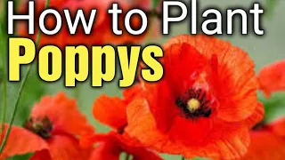 How to Plant Poppys | How & When to Sow Seeds UK  | Saving Poppy Seeds | Gardening for Beginners