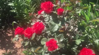 Аристократка роза Эль Торо.