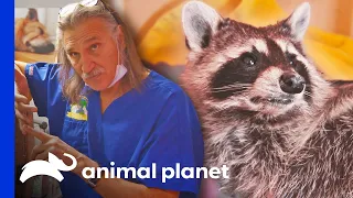 Illegally Trapped Raccoon Narrowly Misses Broken Paw | Dr. Jeff: Rocky Mountain Vet