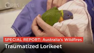 Young Lorikeet Recovers from the Australian Wildfires