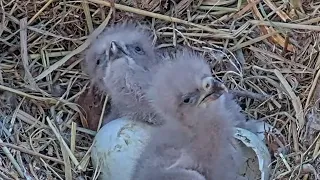 Dulles Greenway Eagle Cam | Good Morning DG3 & DG4 | First breakfast feeding | Mar 17, 2023