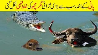 مگرمچھ اور جنگلی سانڈ کی خطرناک لڑائی | TOP CROCODILE VS BUFFALO Fights | Facts in Urdu