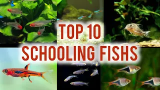 Top 10 schooling fishs  / most useful for your aquarium hobby / Sdv Fishs