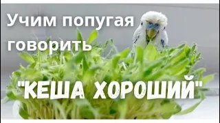 Учим попугая говорить "Кеша хороший"