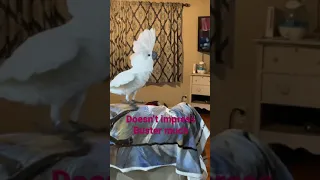 Dancing cockatoo (don't impress me much)