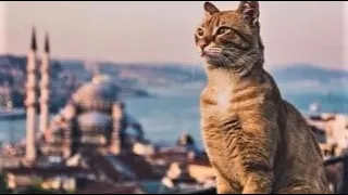 *КОШКИ КОРОЛИ СТАМБУЛА!!!*