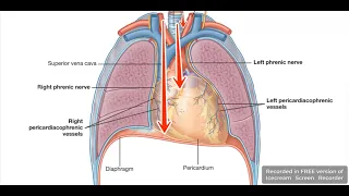 Pericardium 1