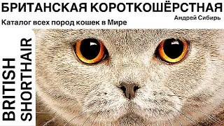 БРИТАНСКАЯ КОРОТКОШЁРСТНАЯ КОШКА. ВСЕ ПОРОДЫ КОШЕК МИРА. BRITISH SHORTHAIR CAT.