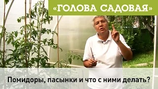 Голова садовая - Помидоры, пасынки и что с ними делать