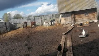 Медовая неделя с мужем 💝Град. Огородные новости.