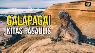 Kelionė į Galapagus (2). Iguanų prilindo į viešbutį. Leidžiuosi į gilius ugnikalnio urvus