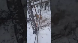 ЛИСА ПОПАЛАСЬ В ЗАЯЧЬЮ ПЕТЛЮ.Fox caught in a rabbit loop. #shorts