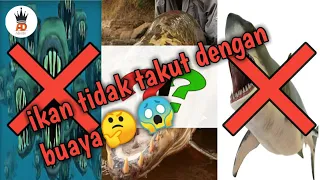 IKAN PREDATOR YANG TIDAK TAKUT DENGAN BUAYA