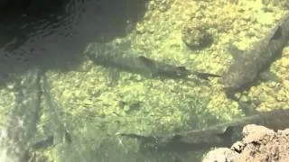 Whitetip Shark, Galapagos. Длиннокрылая акула, Галапагосы (1352sp)