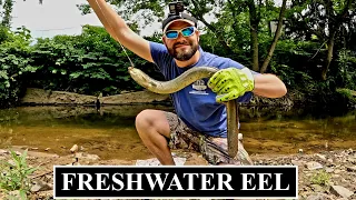 Everything You Need To Know About Catching Freshwater Eel