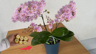 Just 1 thin slice! Suddenly the Orchid 100% Flower branch bursts out, blooming non-stop.
