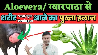 ग्वारपाठा Aloevera  सें गाय भैंस का शरीर निकलता है उसकी दवा ऐसे बनाएं