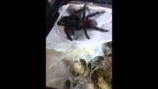 Avicularia versicolor breeding attempt