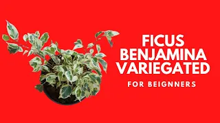 || FICUS BENJAMINA VARIEGATED || CARE TIPS ||