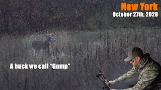 Hunting the Food Plot - A buck we call Gump - New York bow hunting 2020