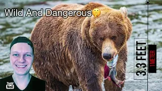 Russian Guy Reacts to The Most DANGEROUS ANIMALS In The UNITED STATES 🐻🦈