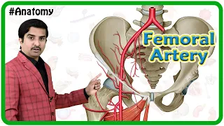 Femoral Artery Anatomy Animation - Origin, Course, Branches and relations | USMLE Review