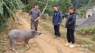 Robert takes pigs to the market to sell and shopping for Tet. Green forest life (ep259)