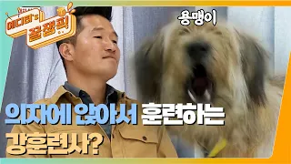 [#개는훌륭하다] 폭풍전야의 팽팽한 긴장감!😶 삽살개 '용맹이' VS 강훈련사 목줄이 풀린 상태에 앉아서 훈련을 하는데... 🐶ㅣKBS 211122 방송