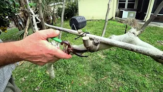 Japanese style, pruning fig trees