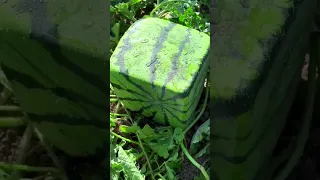 💀Making a square watermelon #shorts #watermelon